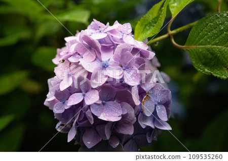 Vibrant hydrangeas blooming at Meigetsu-in Temple in Kamakura Vibrant hydrangeas blooming at Meigetsu-in Temple in Kamakura 109535260