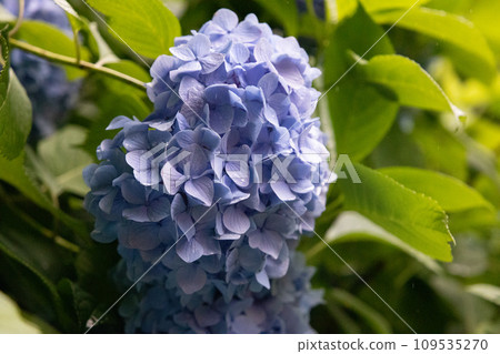 Vibrant hydrangeas blooming at Meigetsu-in Temple in Kamakura Vibrant hydrangeas blooming at Meigetsu-in Temple in Kamakura 109535270
