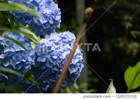 Vibrant hydrangeas blooming at Meigetsu-in Temple in Kamakura 109535338