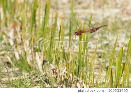 初冬夏金產卵行為 109535495