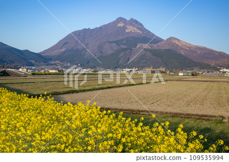 Yufuin Rape blossoms and Yufudake Yufuin Rape blossoms and Yufudake 109535994