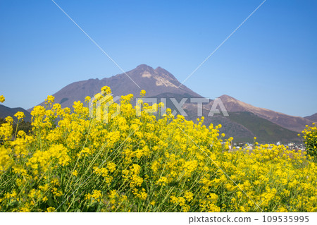 Yufuin Rape blossoms and Yufudake Yufuin Rape blossoms and Yufudake 109535995