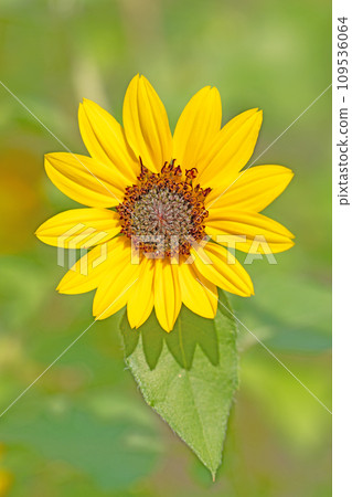 房子周圍的花，各個季節，夏季花卉，黃色迷你尺寸，盆栽向日葵 109536064