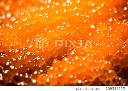 Closeup of natural red caviar as background, texture of expensive luxury fresh orange caviar macro photo 109536335