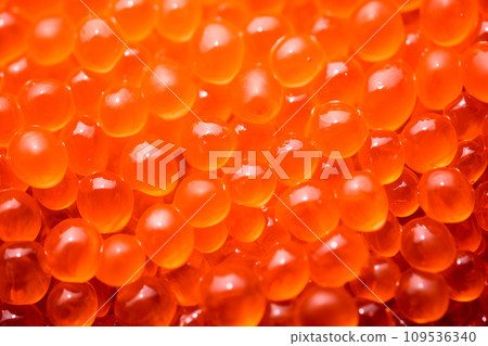 Closeup of natural red caviar as background, texture of expensive luxury fresh orange caviar macro photo Closeup of natural red caviar as background, texture of expensive luxury fresh orange caviar macro photo 109536340