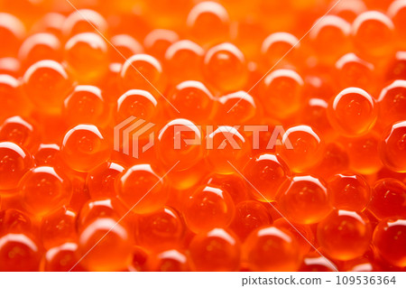 Closeup of natural red caviar as background, texture of expensive luxury fresh orange caviar macro photo Closeup of natural red caviar as background, texture of expensive luxury fresh orange caviar macro photo 109536364