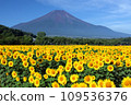 Mount Fuji and sunflower 109536376