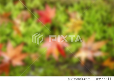 Autumn leaves falling on moss (overall blur/background material) Autumn leaves falling on moss (overall blur/background material) 109536411