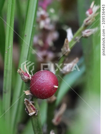 Red fruit of auspicious grass 109536443