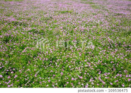 Renge garden Renge garden 109536475