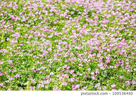 Renge花園 Renge花園 109536480