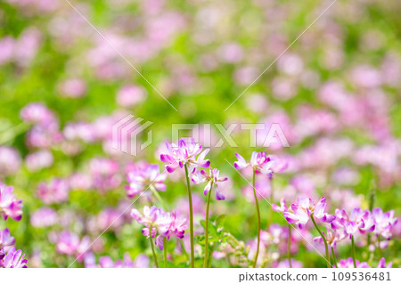 Renge花園 Renge花園 109536481
