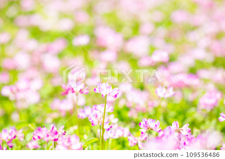 Renge花園 Renge花園 109536486