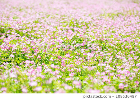 Renge garden 109536487