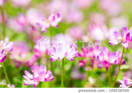 蓮花草 蓮花草 109536509