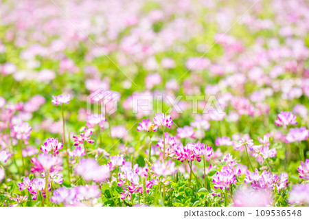 Renge花園 Renge花園 109536548