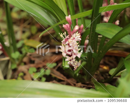 white flowers of auspicious grass 109536688