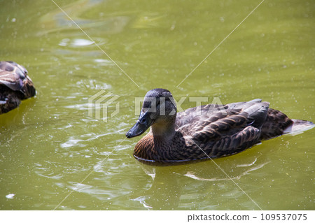 Duck swims in dirty green water on a river Duck swims in dirty green water on a river 109537075