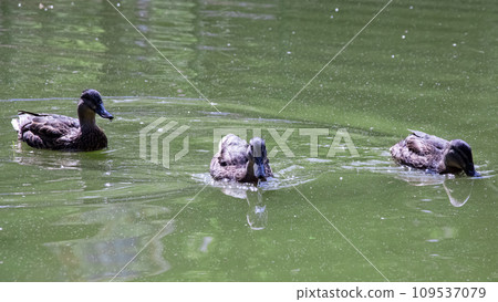 Many ducks swims in dirty green water on a river 109537079