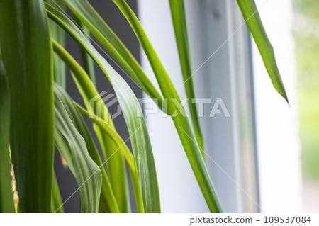 Long green leaves of a home plant 109537084