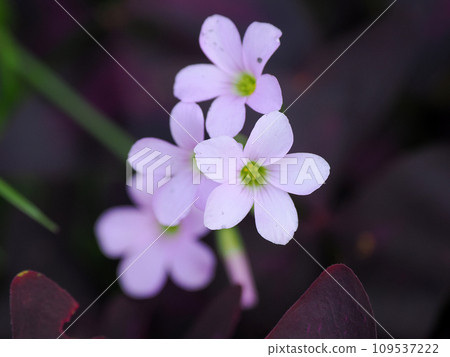 Murasaki Kabaki花 109537222