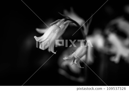 Soft light and pretty flowers Soft light and pretty flowers 109537326