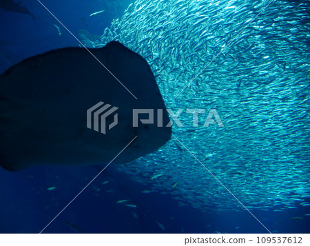 水族館裡看到的沙丁魚和鰩魚群 水族館裡看到的沙丁魚和鰩魚群 109537612