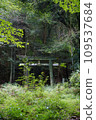Abandoned shrine moss-covered torii gate 109537684