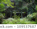Abandoned shrine moss-covered torii gate 109537687