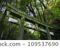 Abandoned shrine moss-covered torii gate 109537690