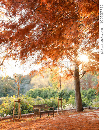 Metasequoia with autumn leaves and bench Metasequoia with autumn leaves and bench 109537752