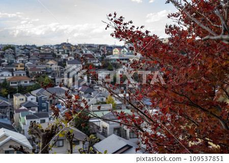 橫濱 12 月 岡村公園 3 橫濱 12 月 岡村公園 3 109537851