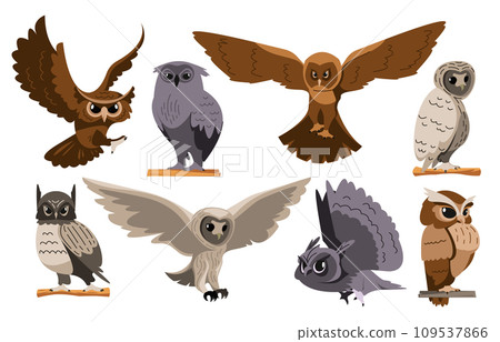 Owl birds. Cartoon great horned owl and saw-whet owl feather, zoo ornithology flying animal characters flat style. Vector isolated set Owl birds. Cartoon great horned owl and saw-whet owl feather, zoo ornithology flying animal characters flat style. Vector isolated set 109537866