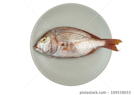 Snapper fish 109538033