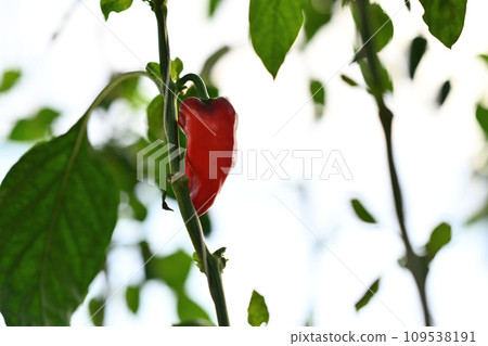 Fresh bell pepper on branch in greenhouse. Ecological and organic cultivation concept. 109538191
