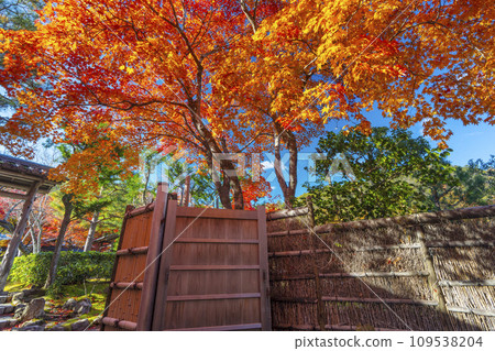 秋天的京都，足野念佛寺的參道被秋葉覆蓋 109538204