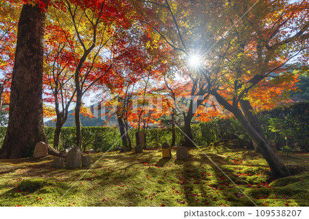 秋天的京都，足野念佛寺被秋葉覆蓋 109538207