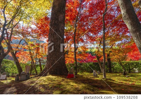 Adashino Nenbutsuji Temple covered in autumn leaves in Kyoto in autumn 109538208