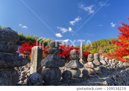 秋天的京都,足野念佛寺,秋葉包裹的西院河岸 秋天的京都,足野念佛寺,秋葉包裹的西院河岸 109538219