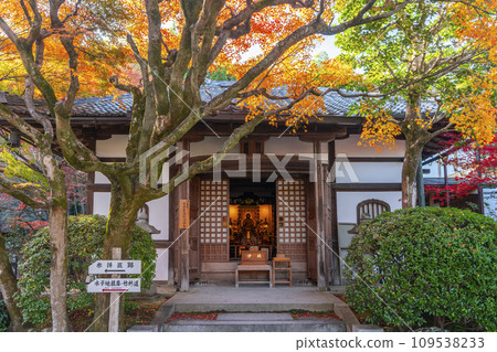 Kyoto in autumn, Adashino Nenbutsuji Temple, main hall covered in autumn leaves 109538233