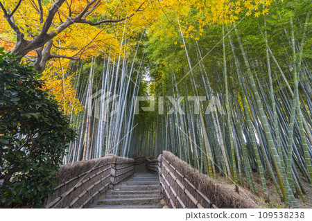 Kyoto in autumn, Adashino Nenbutsuji Temple, bamboo forest path wrapped in autumn leaves 109538238