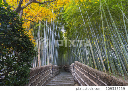 秋天的京都,足野念佛寺,秋葉包裹的竹林小路 秋天的京都,足野念佛寺,秋葉包裹的竹林小路 109538239