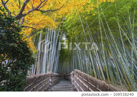 秋天的京都,足野念佛寺,秋葉包裹的竹林小路 秋天的京都,足野念佛寺,秋葉包裹的竹林小路 109538240
