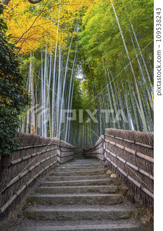 秋天的京都，足野念佛寺，秋葉包裹的竹林小路 109538243