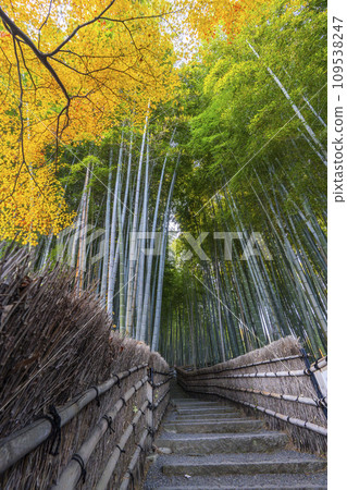 Kyoto in autumn, Adashino Nenbutsuji Temple, bamboo forest path wrapped in autumn leaves 109538247