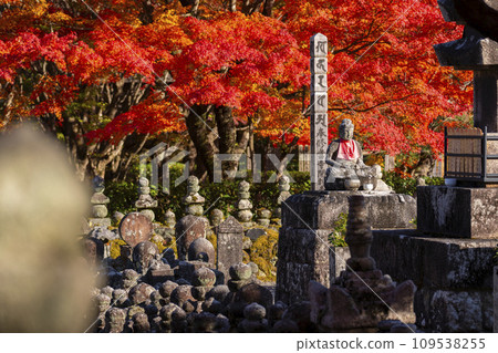 秋天的京都,足野念佛寺,秋葉包裹的西院河岸 秋天的京都,足野念佛寺,秋葉包裹的西院河岸 109538255