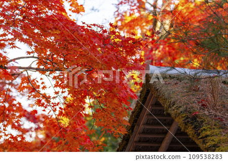 Kyoto in autumn, Adashino Nenbutsuji Temple, autumn leaves and thatched roof Kyoto in autumn, Adashino Nenbutsuji Temple, autumn leaves and thatched roof 109538283
