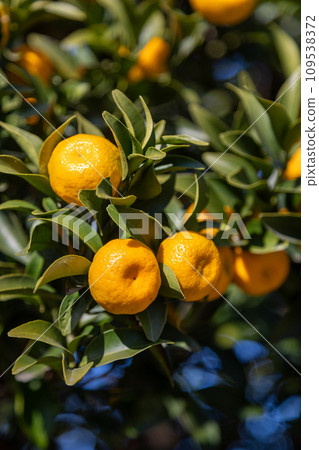 Tachibana, which grows heavily Tachibana, which grows heavily 109538372