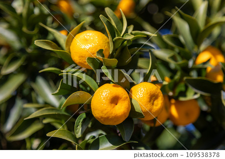 Tachibana, which grows heavily 109538378