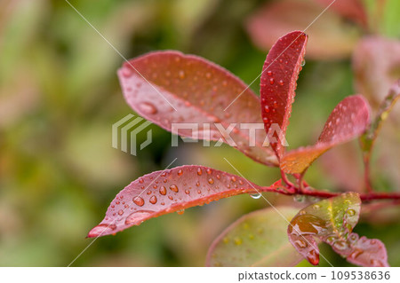 雨天的紅羅賓~西洋主題演講~ 雨天的紅羅賓~西洋主題演講~ 109538636